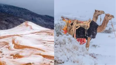 撒哈拉沙漠罕见雪景