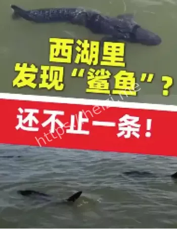 西湖仿生鲨鱼出没