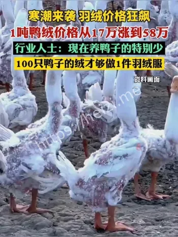 鸭绒价格暴涨